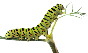 Catterpillar 1